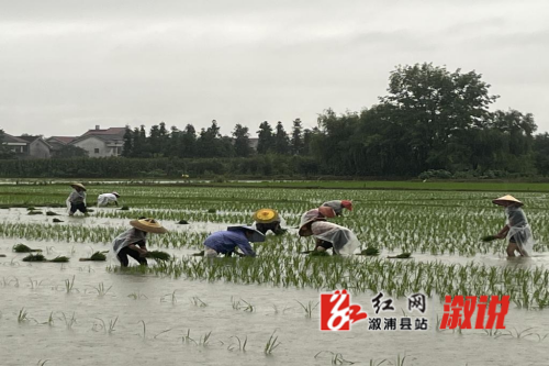 田间水稻栽种.png