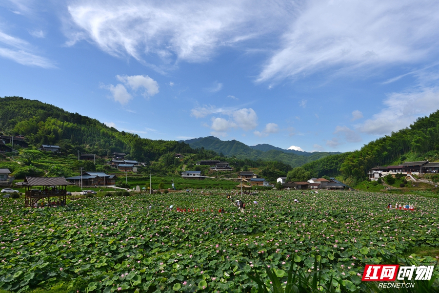 长坡村 荷花 胡浩 摄 (3).jpg