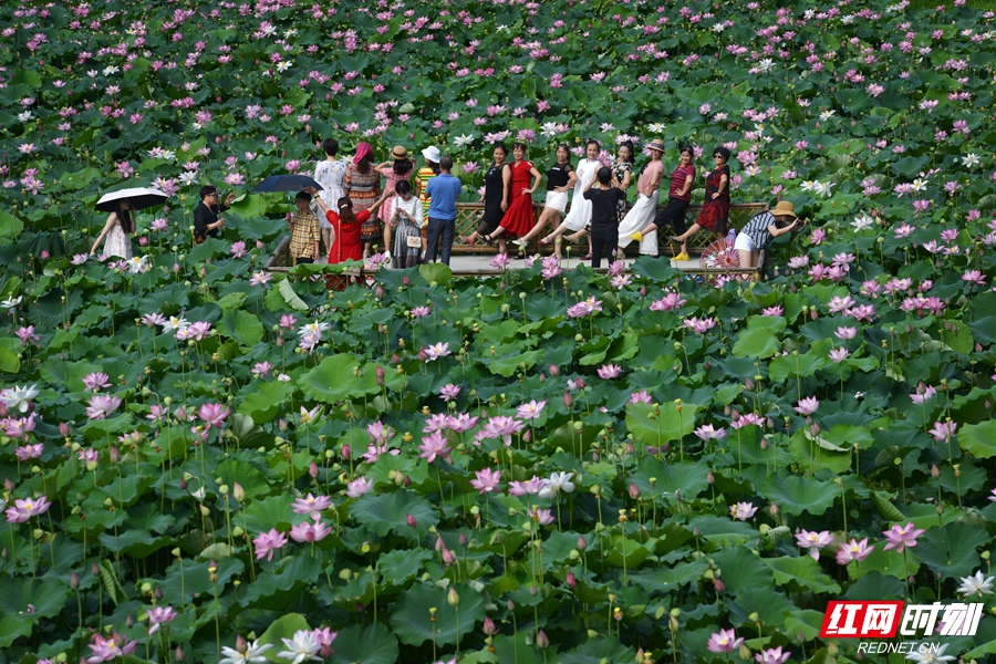 長坡村 荷花 胡浩 攝 (1).jpg