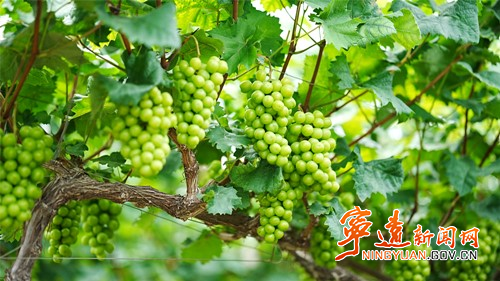 宁远：葡萄丰收缀满藤 “串”起甜蜜致富路_副本500.jpg