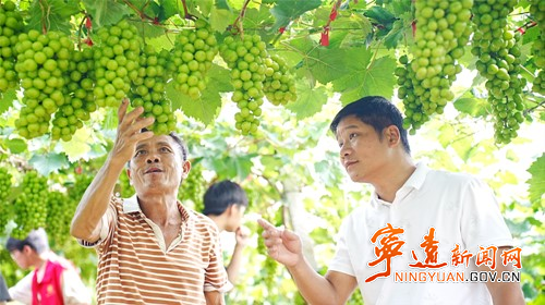 宁远：葡萄丰收缀满藤 “串”起甜蜜致富路2_副本500.jpg