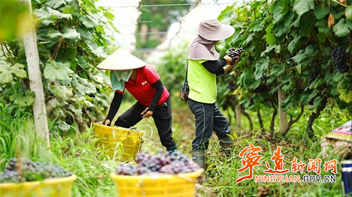 宁远：葡萄丰收缀满藤 “串”起甜蜜致富路4_副本500.jpg