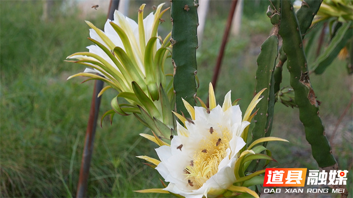 道县：火龙果花开一夜 美似昙花4_副本.jpg