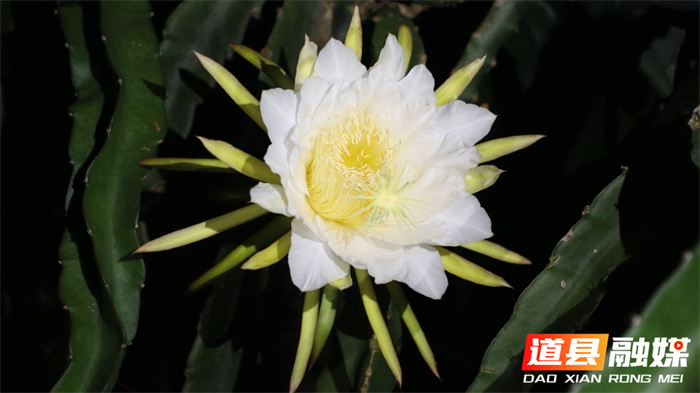 道县：火龙果花开一夜 美似昙花3_副本.jpg