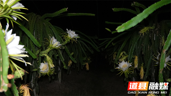 道县：火龙果花开一夜 美似昙花2_副本.jpg