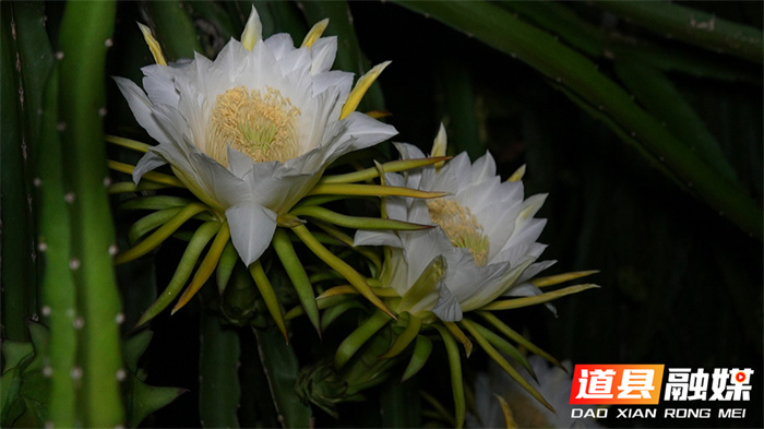 道县：火龙果花开一夜 美似昙花1_副本.jpg