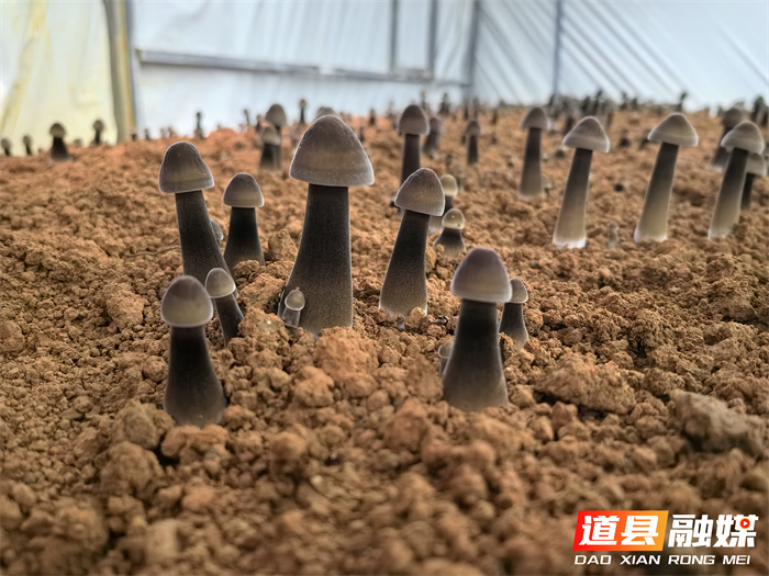 道县：黑皮鸡枞菌破土成“金” 特色种植引领致富新路径6_副本.jpg