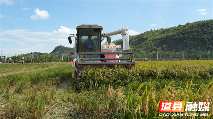 道县：冬春蔬菜夏秋粮 蔬菜基地忙“双抢”4_副本.jpg