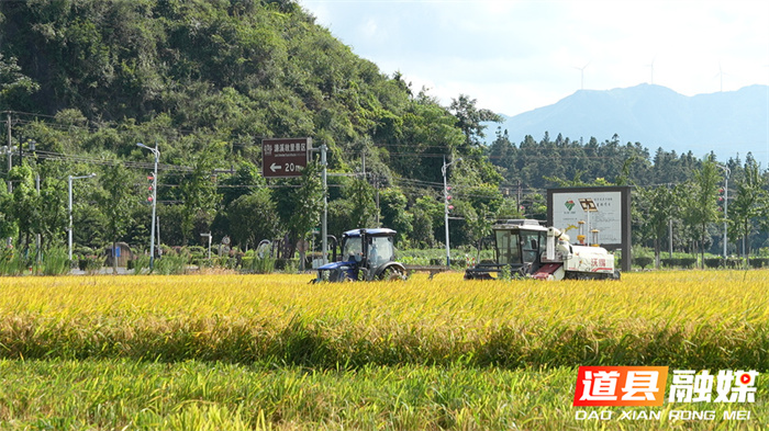 道县：冬春蔬菜夏秋粮 蔬菜基地忙“双抢”1_副本.jpg