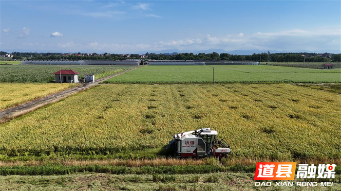 道县：冬春蔬菜夏秋粮 蔬菜基地忙“双抢”2_副本.jpg