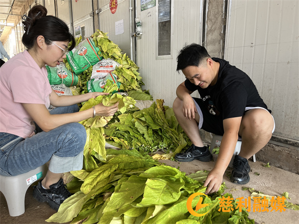 年轻干部用烟夹编烟_副本.jpg