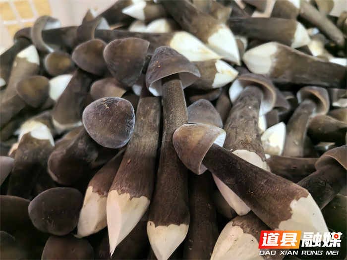 道县：黑皮鸡枞菌破土成“金” 特色种植引领致富新路径2_副本.jpg