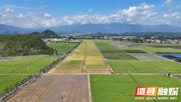 道县：冬春蔬菜夏秋粮 蔬菜基地忙“双抢”3_副本.jpg