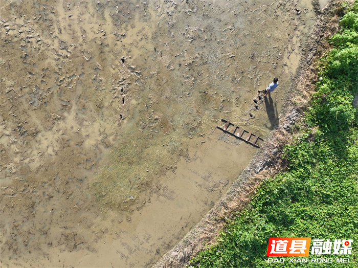 湖南道县：抢农时 忙“双抢”（组图）5_副本.jpg