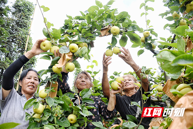 果农采摘水果。向莹 摄影.jpg