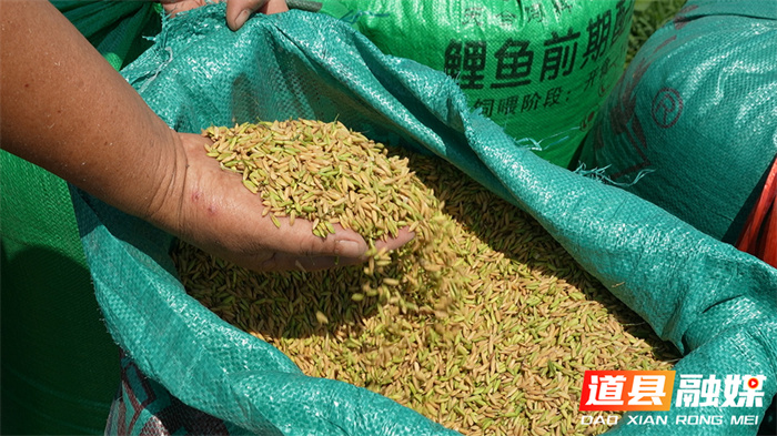 道县：早稻成熟收割 “稻稻油”三茬轮作促增收5_副本.jpg