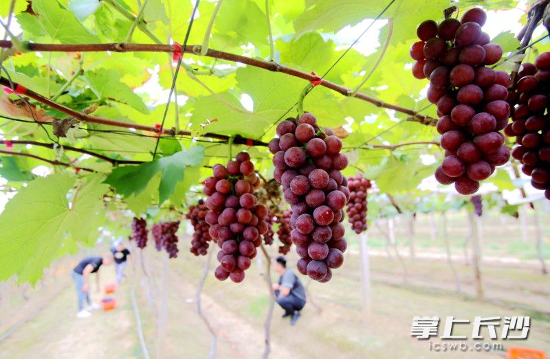 夏黑葡萄让人垂涎欲滴。