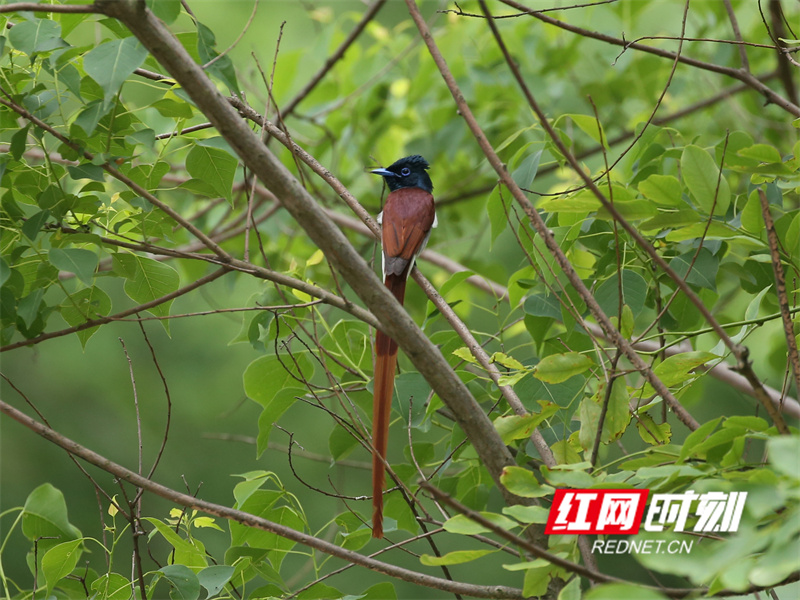 寿带（雄鸟）  谢培丽.jpg