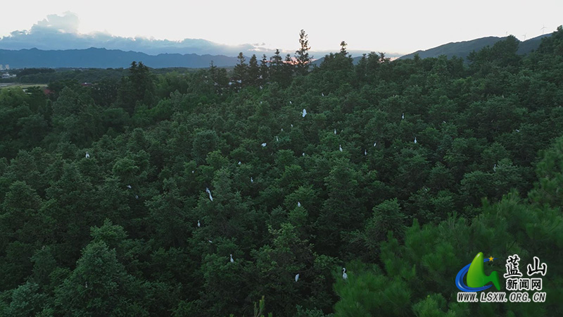 美丽蓝山：晚霞轻落伴鹭鸟 “醉”美乡村入画来2.jpg