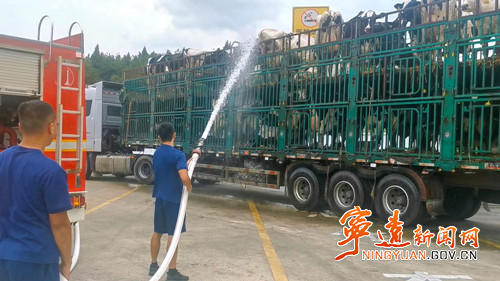 宁远：高速上50头奶牛高温中暑 消防送上“及时雨”解暑降温_副本500.jpg