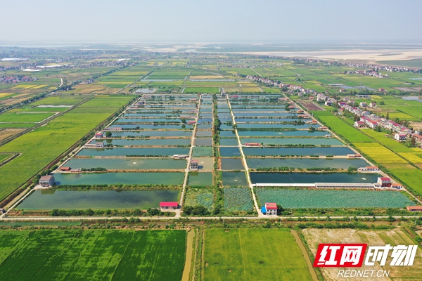 楊林寨水產養殖.jpg