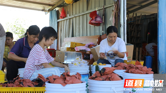 道县：锦绣黄桃结硕果 “甜蜜经济”促增收2_副本.jpg
