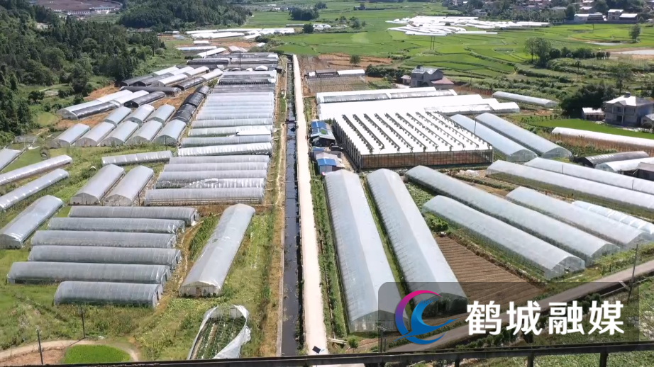鹤城区：蔬菜供应专业户持续保障市民菜篮子.mp4_20240801_165657.248.jpg