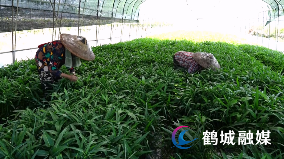 鹤城区：蔬菜供应专业户持续保障市民菜篮子.mp4_20240801_165628.672.jpg