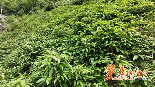 宁远：一片粽叶带富一方百姓4_副本500.jpg