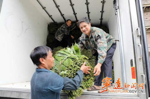 宁远：一片粽叶带富一方百姓3_副本500.jpg