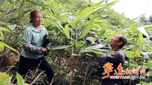 宁远：一片粽叶带富一方百姓2_副本500.jpg