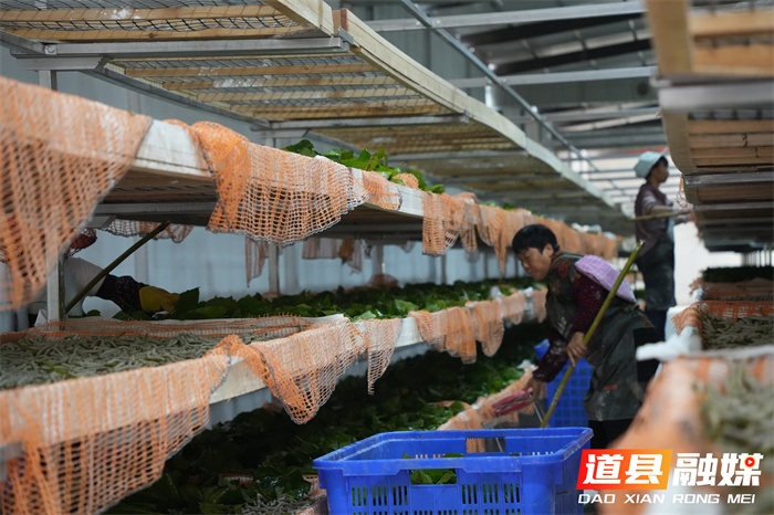 道县：种桑养蚕现代化 古老产业焕“新颜”1_副本.jpg