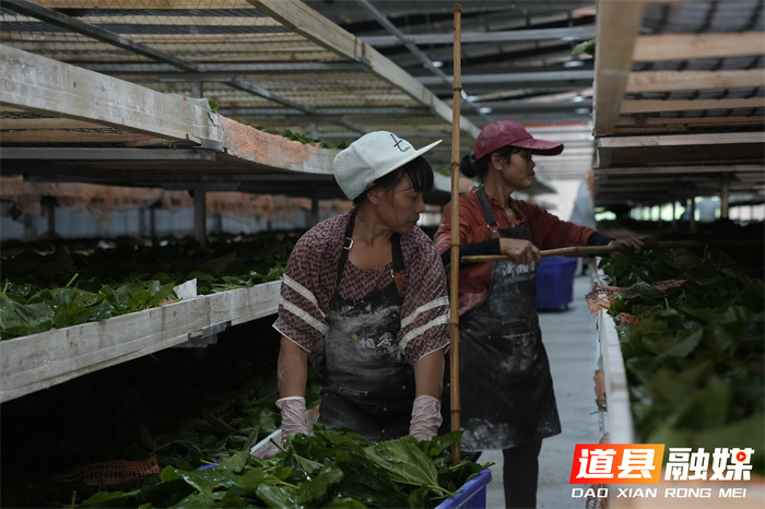 道县：种桑养蚕现代化 古老产业焕“新颜”3_副本.jpg