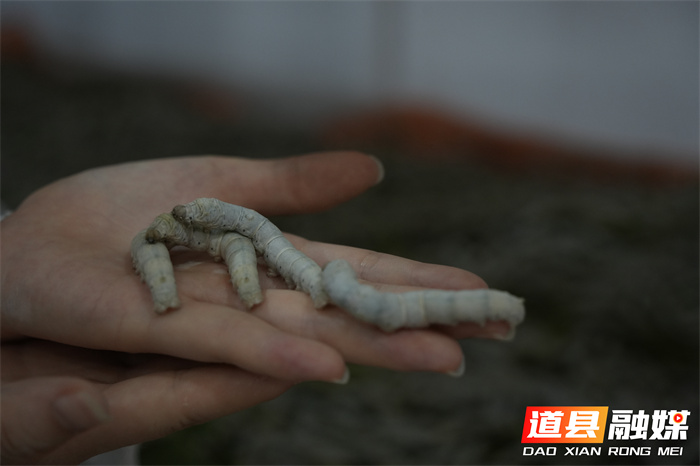 道县：种桑养蚕现代化 古老产业焕“新颜”4_副本.jpg