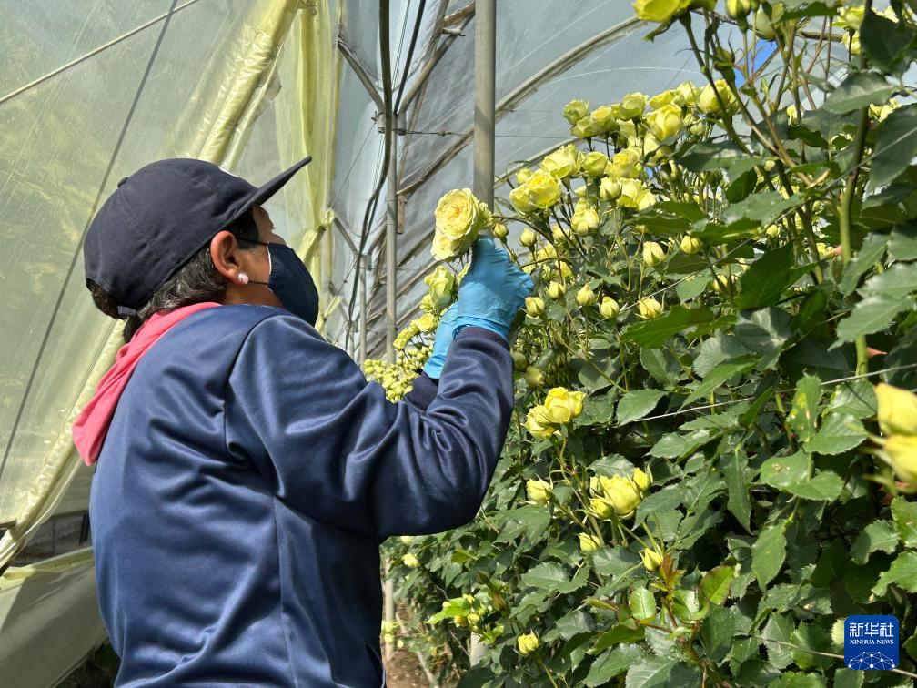 通讯|厄瓜多尔玫瑰为中国七夕节添彩