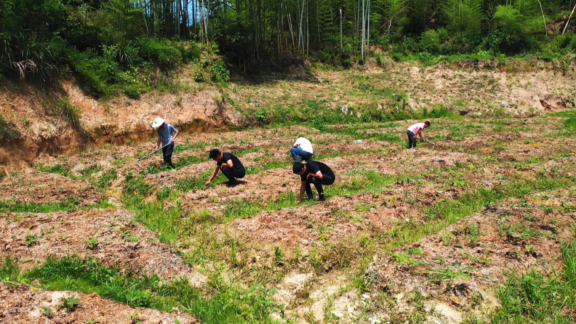 百佳书记詹桥镇分水村 陈波航拍002_副本.jpg