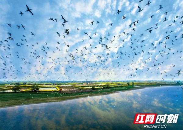 生态日 洞庭湖 候鸟.jpg