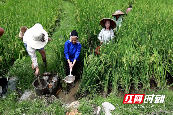 稻香鱼肥好“丰”景！通坪村“稻花鱼”迎来收获季 (2).jpg