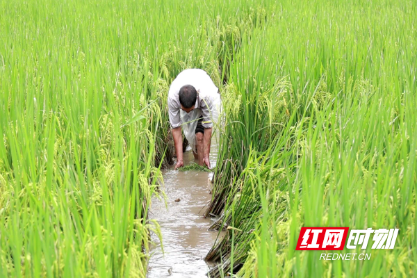 稻香鱼肥好“丰”景！通坪村“稻花鱼”迎来收获季 (1).jpg