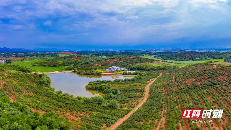 油茶种植基地 (1).jpg