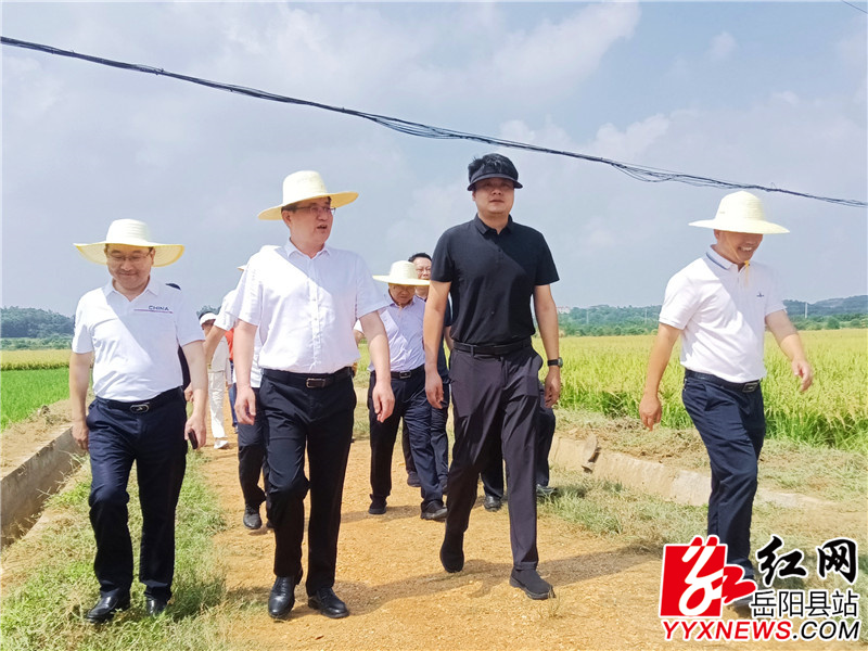 在黄沙街镇苍坪村调研2022年度岳阳县黄沙街镇高标准农田建设示范片工作.jpg