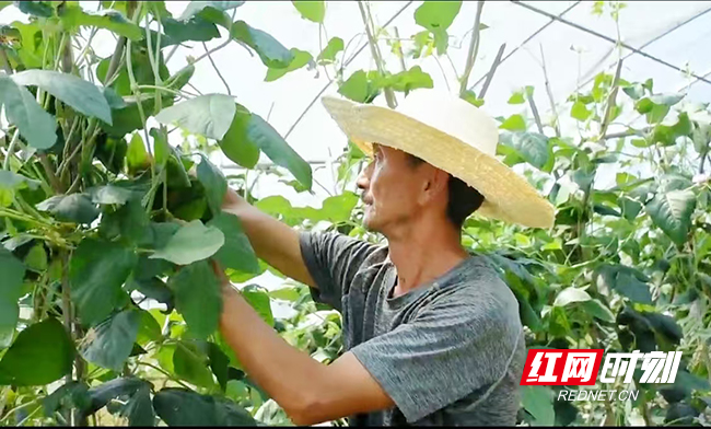 易地搬迁户吴纯爱在自家大棚里忙碌。向莹 摄影.jpg