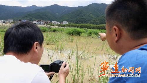 寧遠：小鸊鵜濕地公園筑愛巢3_副本500.jpg