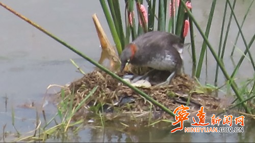 寧遠：小鸊鵜濕地公園筑愛巢1_副本500.jpg