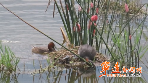 寧遠：小鸊鵜濕地公園筑愛巢2_副本500.jpg
