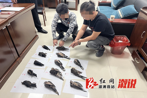 红网1.jpg