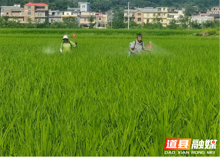 道县梅花镇：万亩晚稻管护忙 筑牢粮食生产安全线1_副本.png