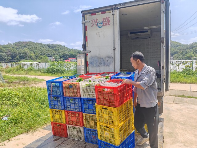 湖南九农蔬菜科技股份有限公司蔬菜基地，农民正在装车。采访对象供图）.jpg