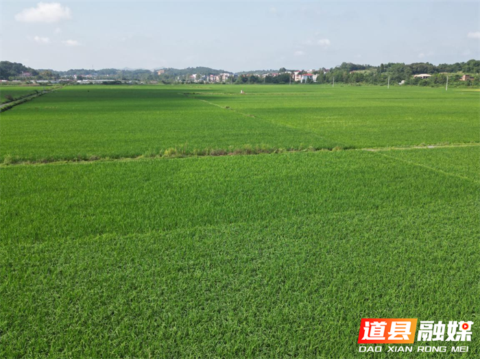 道县梅花镇：万亩晚稻管护忙 筑牢粮食生产安全线4_副本.png