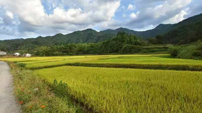 诗歌丨宋谋万：稻子熟了，村民把平平淡淡的日子灌醉了